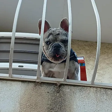 Maison Occupee فيلة *